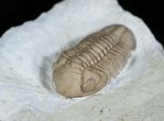 Awesome Prone Lochovella (Reedops) Trilobite #1891-1
